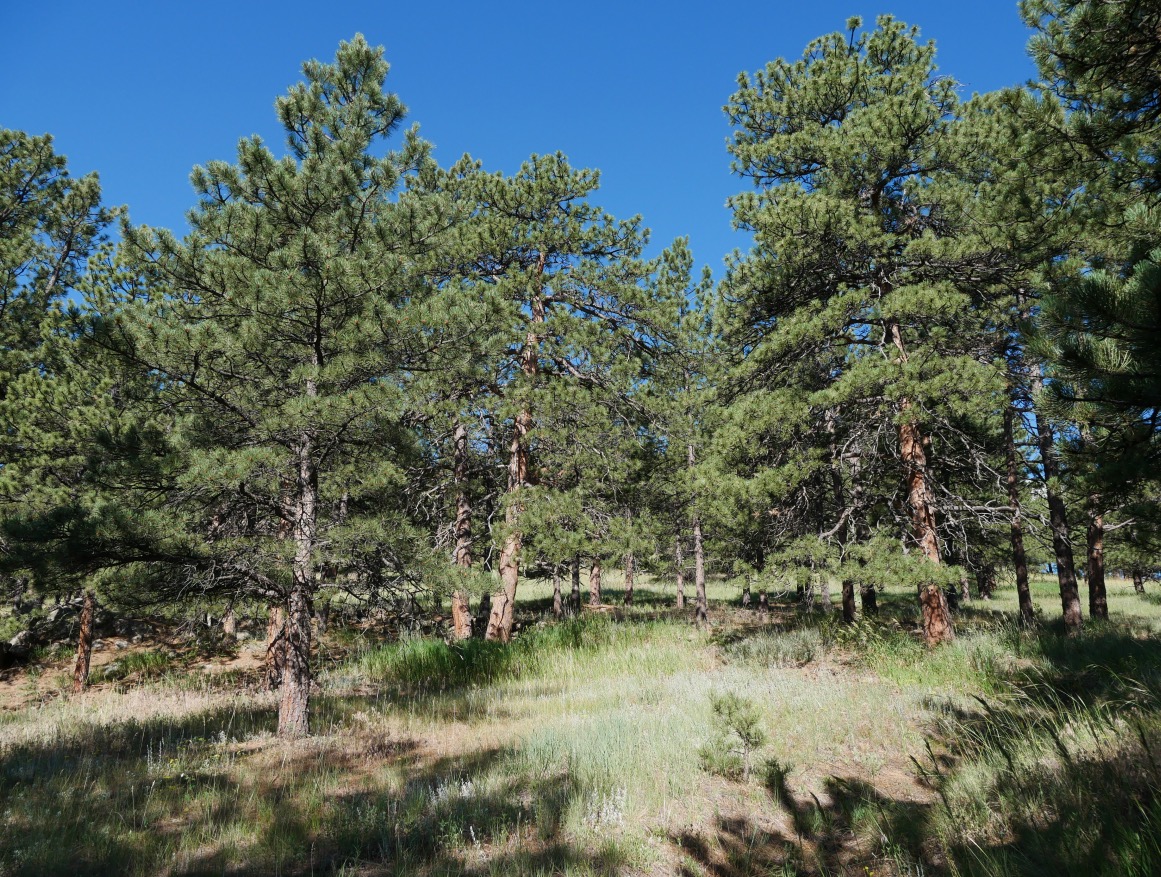 Pines to Peaks Loop, Bald Mountain, Boulder (July 2025)