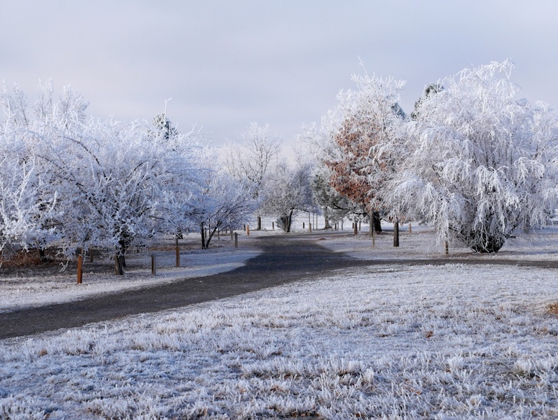 Frost-Covered Trees on a Clear Winter Morning in Colorado Park (January 2025)