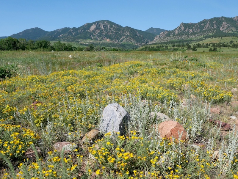 Wildflower meadow on the Boulder prairie in early summer, Colorado (june 2025)