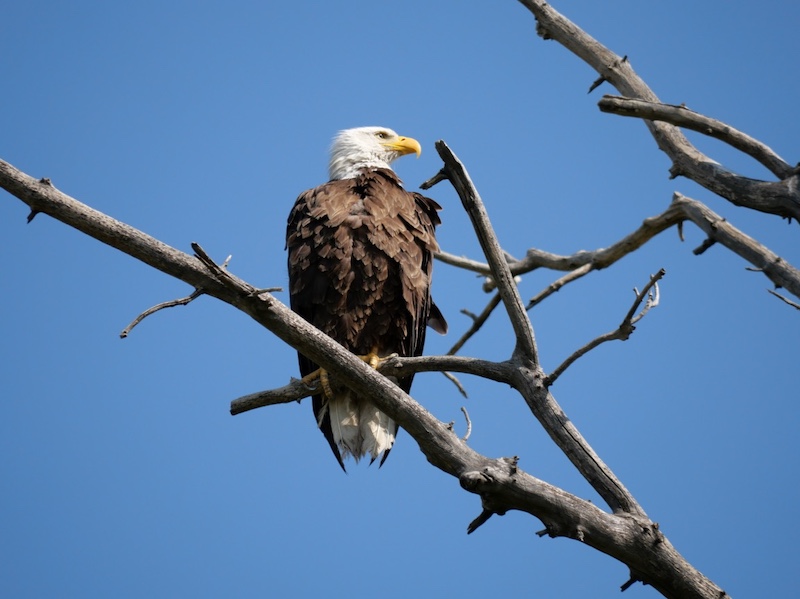 Bald Eagle Looking Out from a Leafless Tree, Rock Creek Trail, Colorado (july 2025)