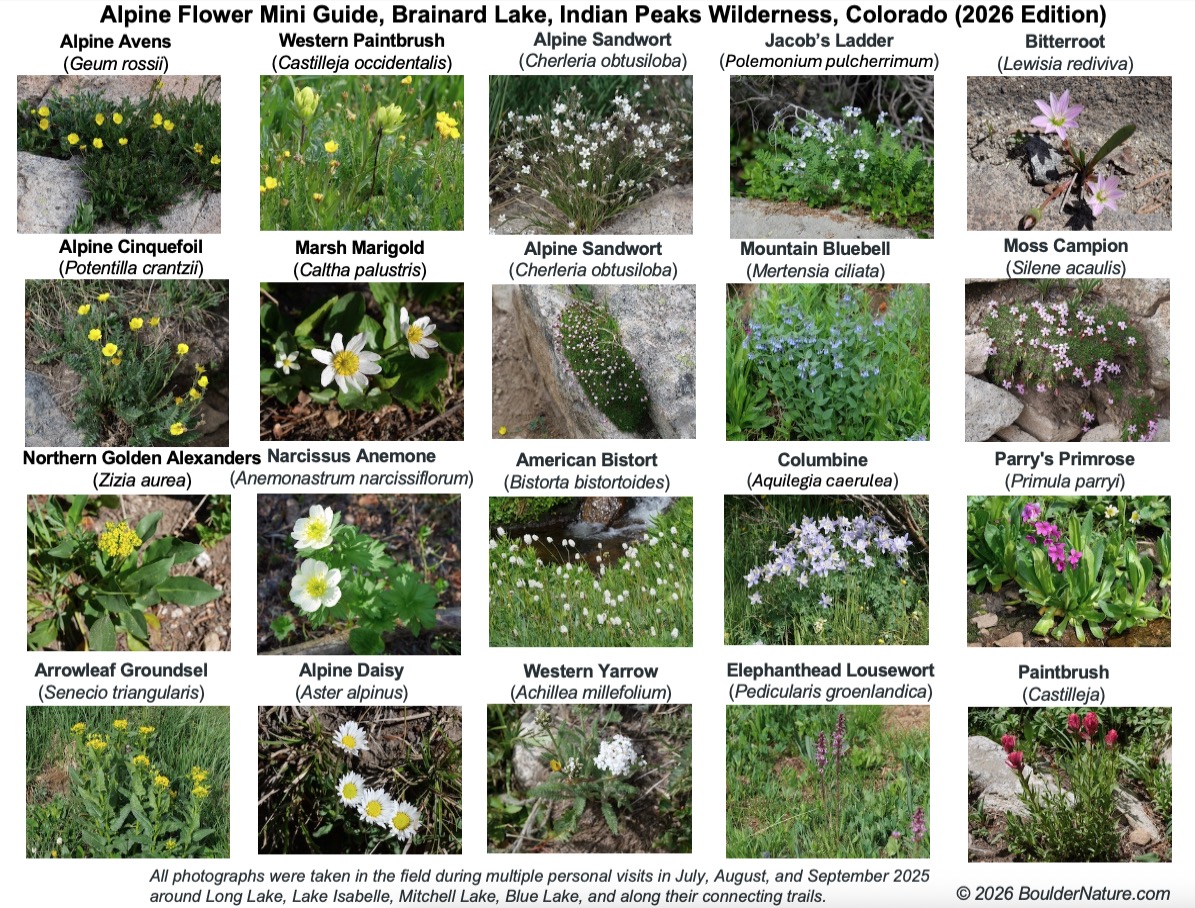 Cover image: Alpine Flower Mini Guide – Brainard Lake (2026 Edition)
