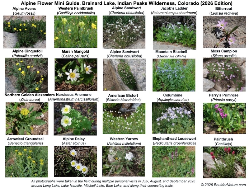 Cover image: Alpine Flower Mini Guide – Brainard Lake (2026 Edition)
