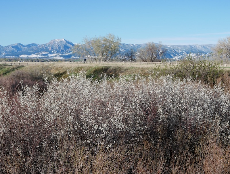 Coot Lake, Boulder, Colorado (April 2025)