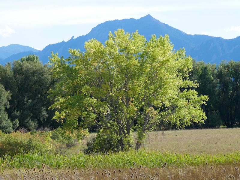 Cottonwood Trail, Boulder (September 2024)