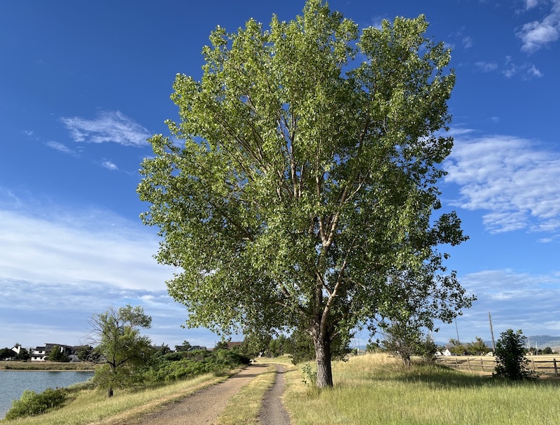 Davidson Mesa Trail, Louisville (June 2024)