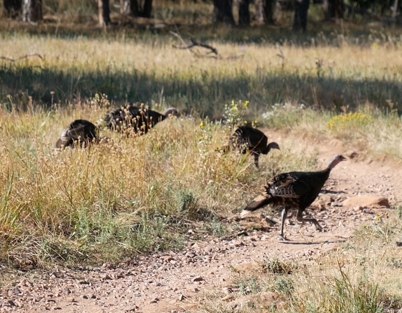 Doudy Draw Trailhead, Boulder, Colorado (September 2024)