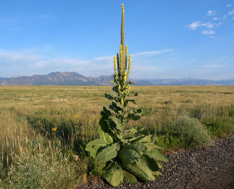 Meadowlark & Mayhoffer Singletree Trails, Oerman-Roche Trailhead, Superior (July 2025)