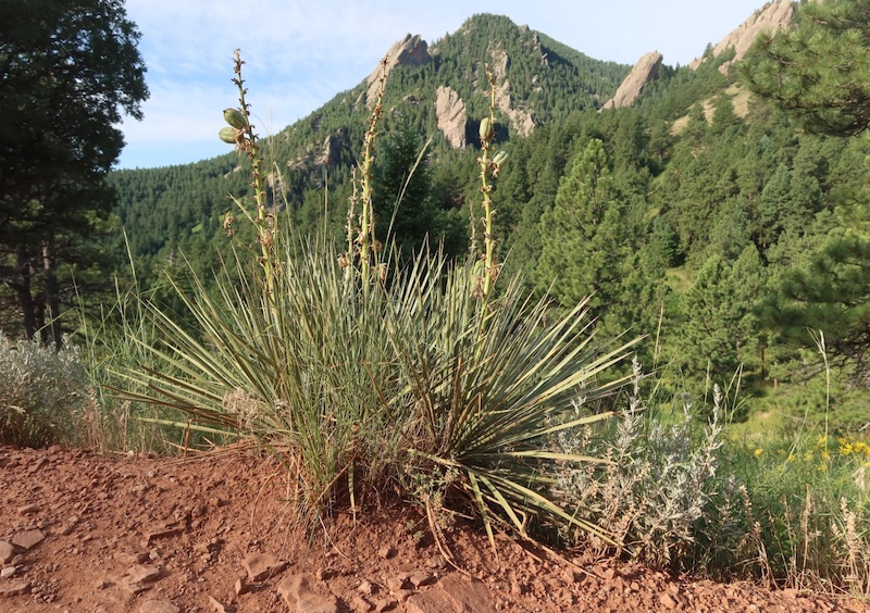 NCAR Trail, Boulder (July 2021)