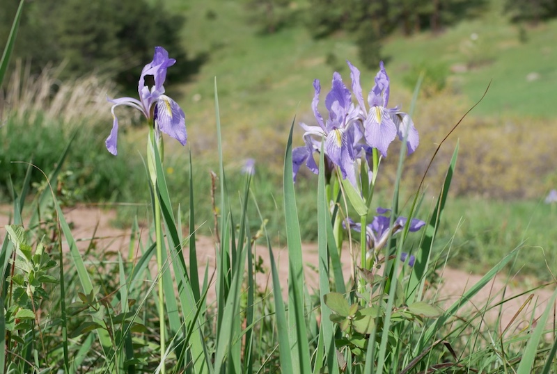 NCAR Trail, Boulder (May 2021)