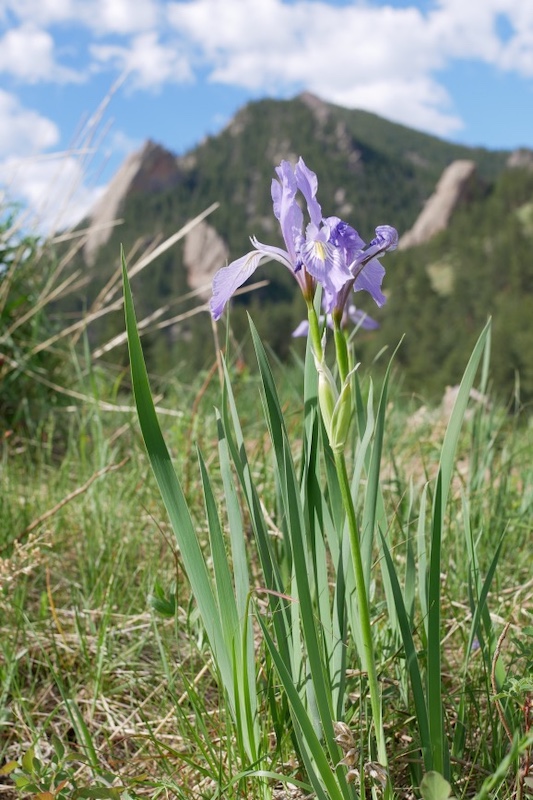NCAR Trail, Boulder (May 2024)