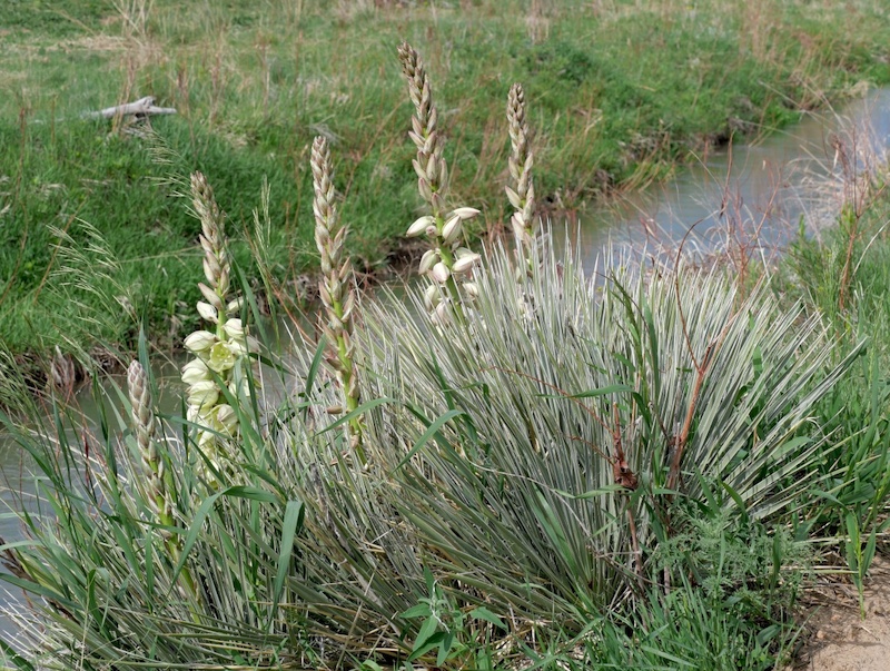 Powerline Trail, Louisville, Colorado (May 2025)