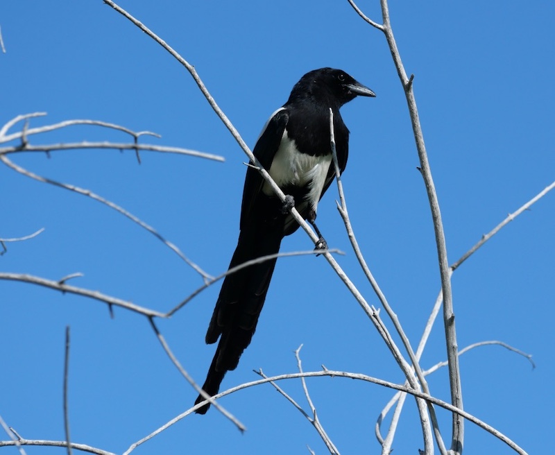 Powerline Trail, Louisville, Colorado (June 2025)