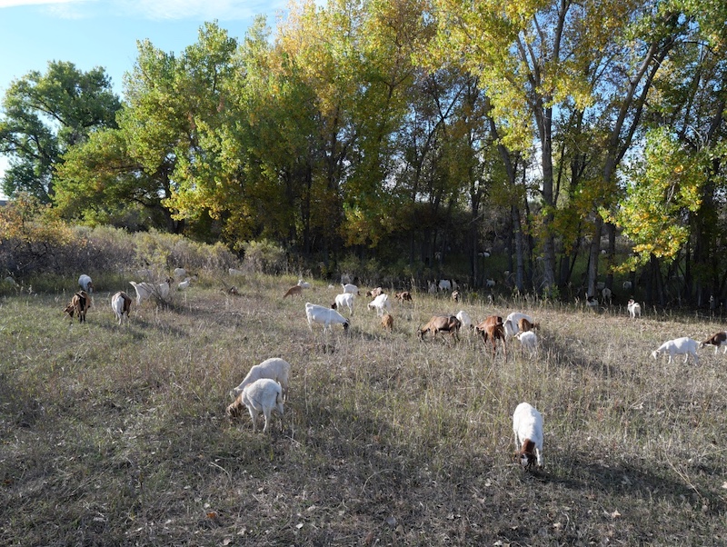 Powerline Trail, Louisville, Colorado (October 2025)