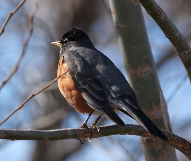 S Public Rd Trailhead, Coal Creek Trail, Lafayette, Colorado (March 2025)