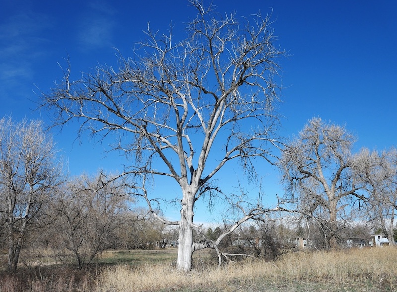 S Public Rd Trailhead, Coal Creek Trail, Lafayette, Colorado (March 2025)