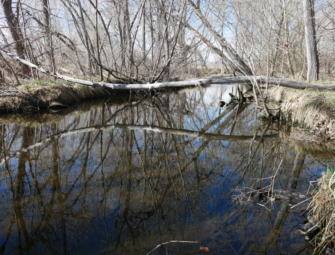 S Public Rd Trailhead, Coal Creek Trail, Lafayette, Colorado (March 2025)