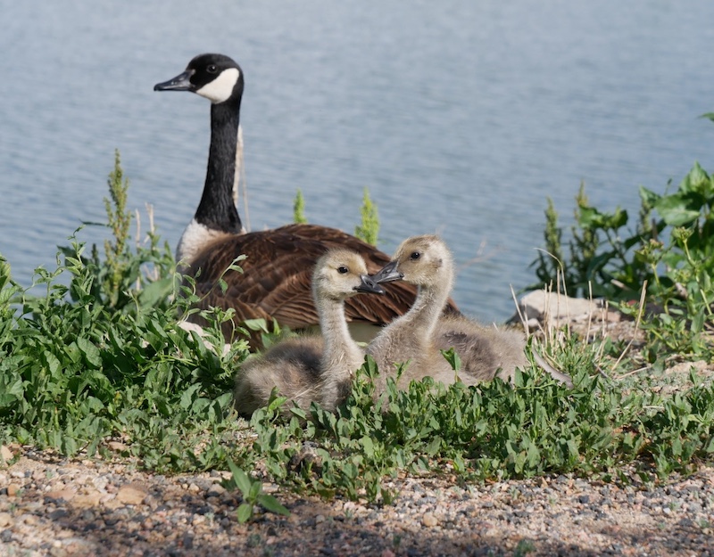 Sawhill Ponds Trail, Bouldfer (May 2024)