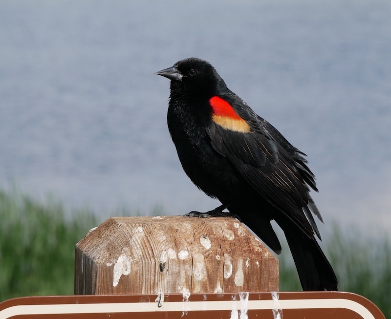 Sawhill Ponds Trail, Bouldfer (May 2024)