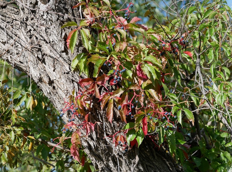 Sawhill Ponds Trail, Bouldfer (September 2024)