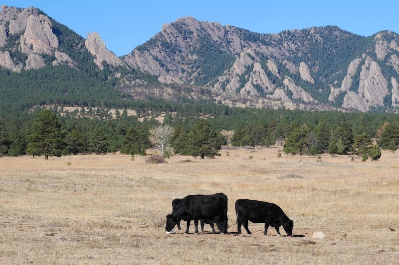 South Boulder Creek West Trail, Boulder, Colorado (November 2024)