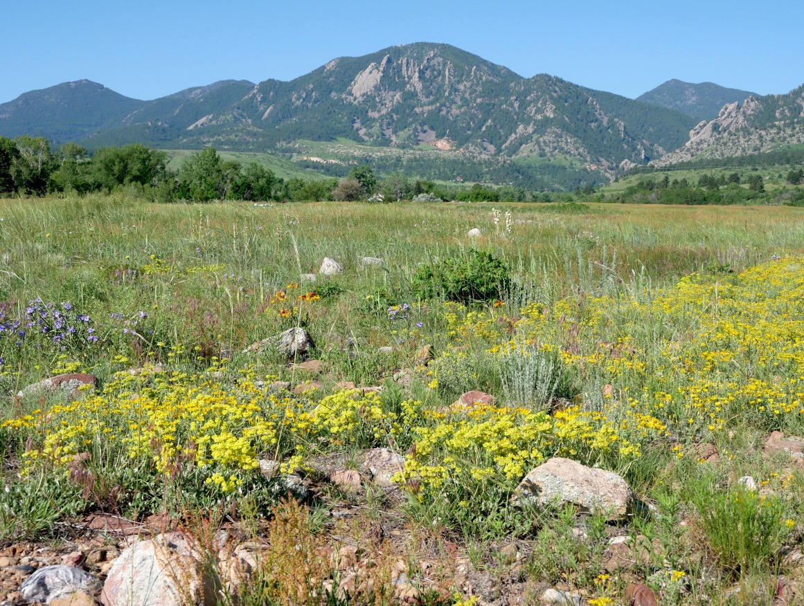 Wildflower meadow on the Boulder prairie in early summer, Colorado (June 2025)