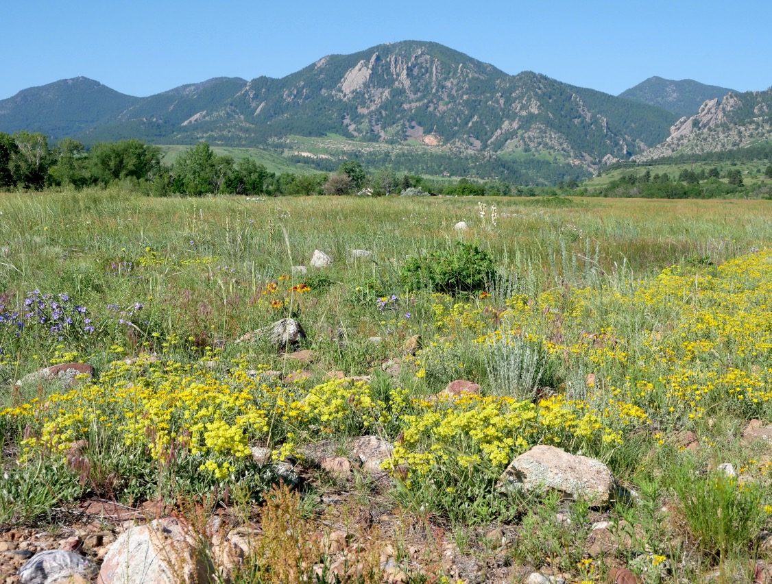 South Boulder Creek West Trail, Boulder, Colorado (June 2025)