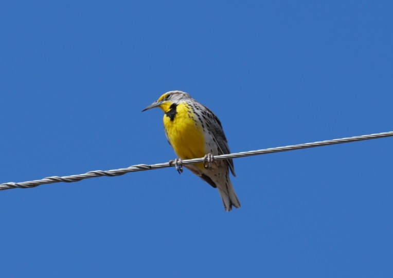 Western Meadowlark, Cradleboard Trail / Stearns Lake Trailhead, Broomfield (March 2025)
