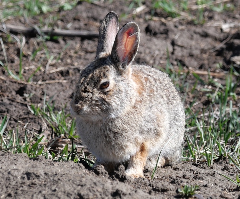 Plains Cottontail, Cradleboard Trail / Stearns Lake Trailhead, Broomfield (March 2025)