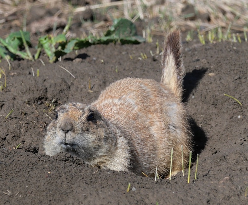 Prairie Dog, Cradleboard Trail / Stearns Lake Trailhead, Broomfield (March 2025)