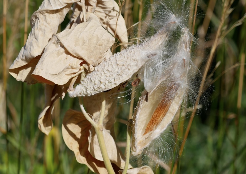Milkweed, East Boulder Trail, Teller Farm South, Boulder (September 2024)