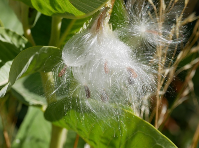 Milkweed, East Boulder Trail, Teller Farm South, Boulder (September 2024)