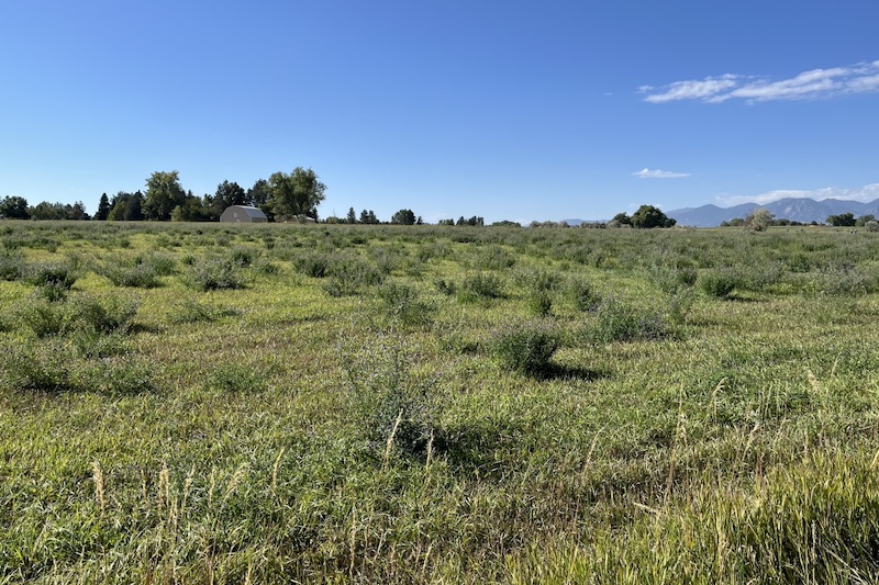 East Boulder Trail, Teller Farm South, Boulder (September 2024)