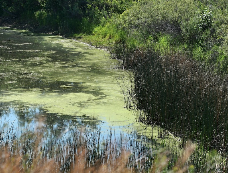 Boulder Creek, East Boulder Trail, Teller Farm North, Boulder (June 2025)