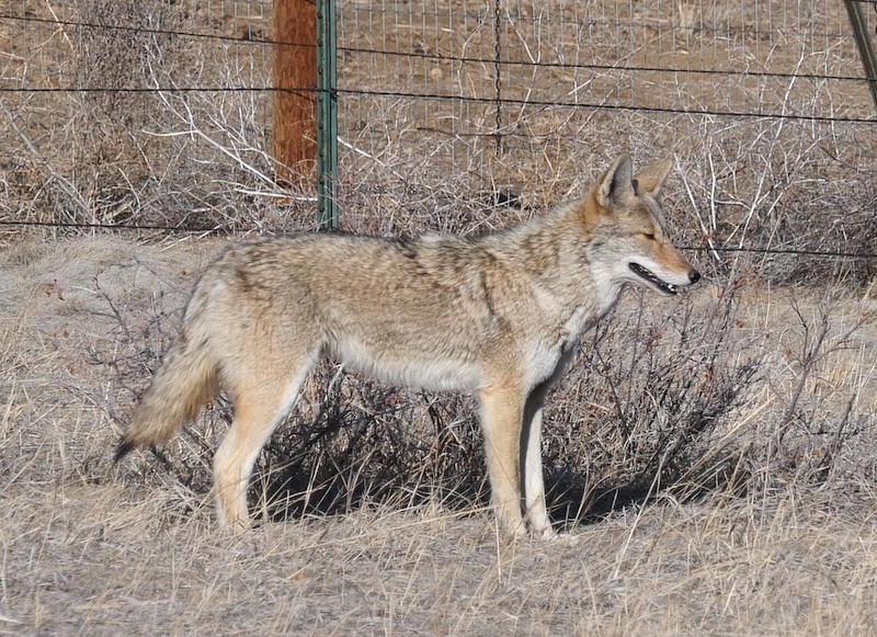 Coyote, East Boulder Trail, Teller Farm North Trailhead, Boulder (February 2025)