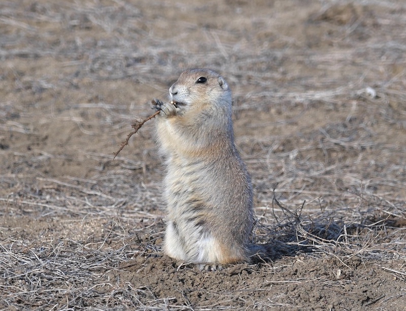 Prairie Dog, East Boulder Trail, Teller Farm North Trailhead, Boulder (February 2025)